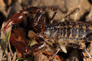 Wood Scorpion (Cercophonius squama)